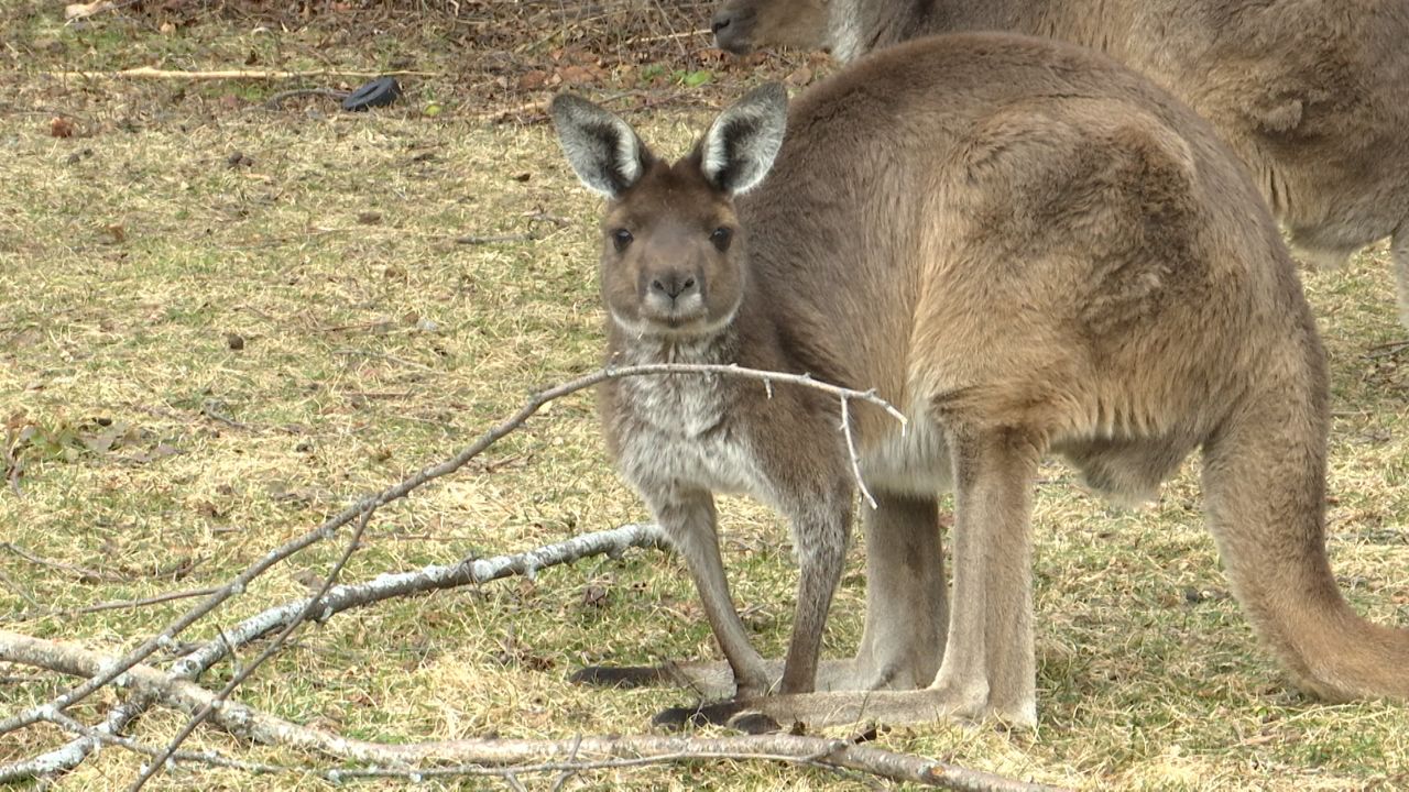 Now Hiring Racine Zoo looks ahead to summer season